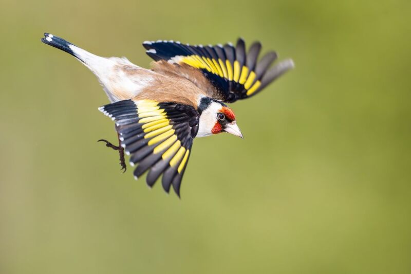 ***** фото превью