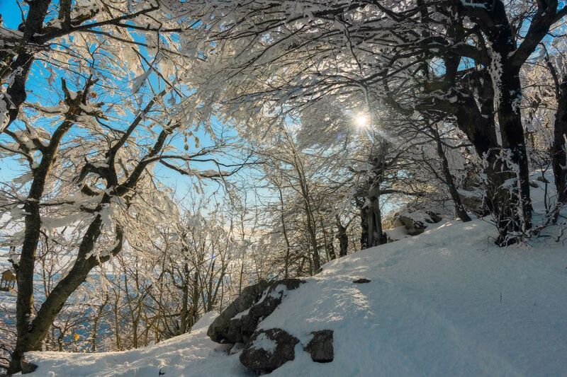 бештау,пейзаж,гора,кмв,зима,лес Зимний лес на горе Бештау фото превью