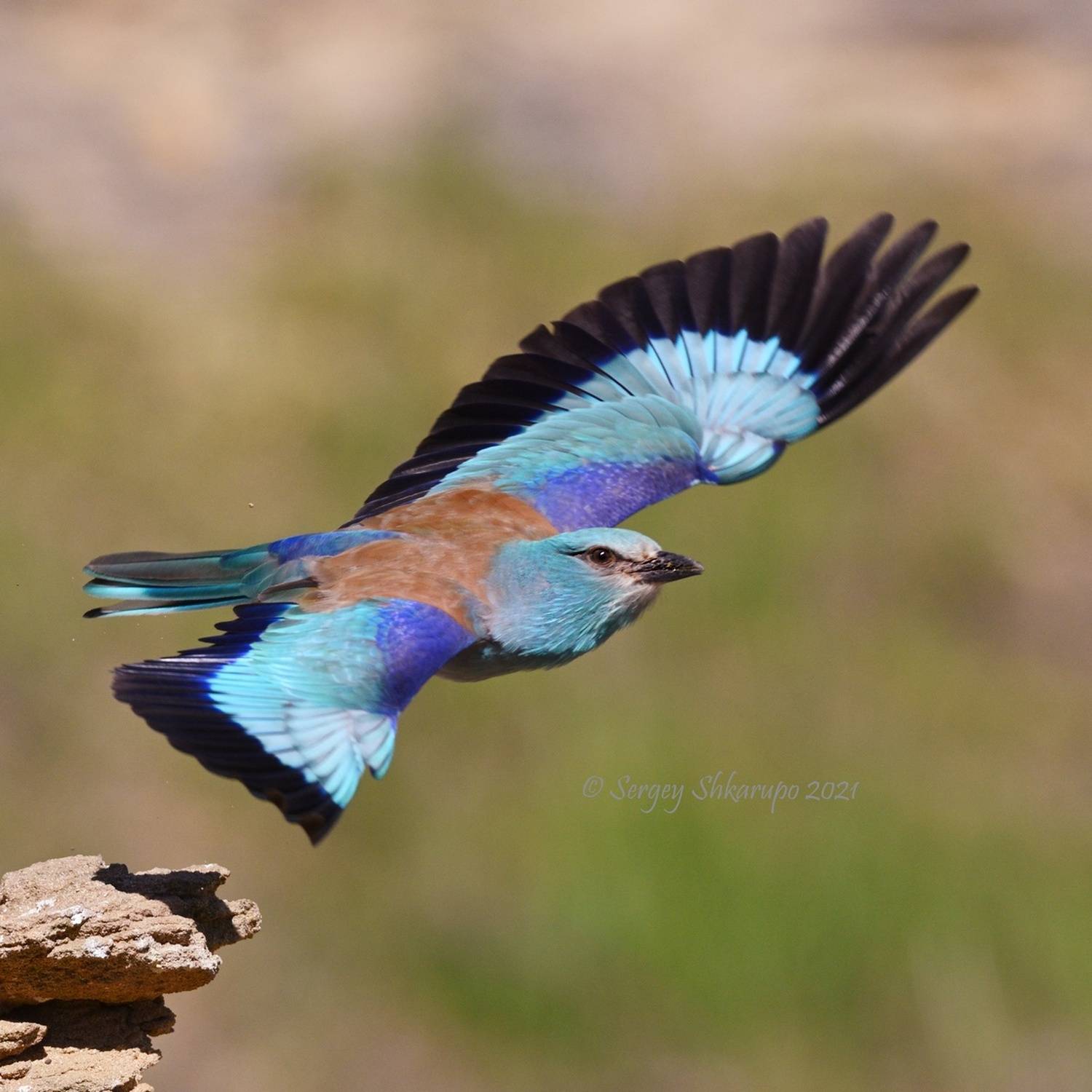 , Сергей Шкарупо