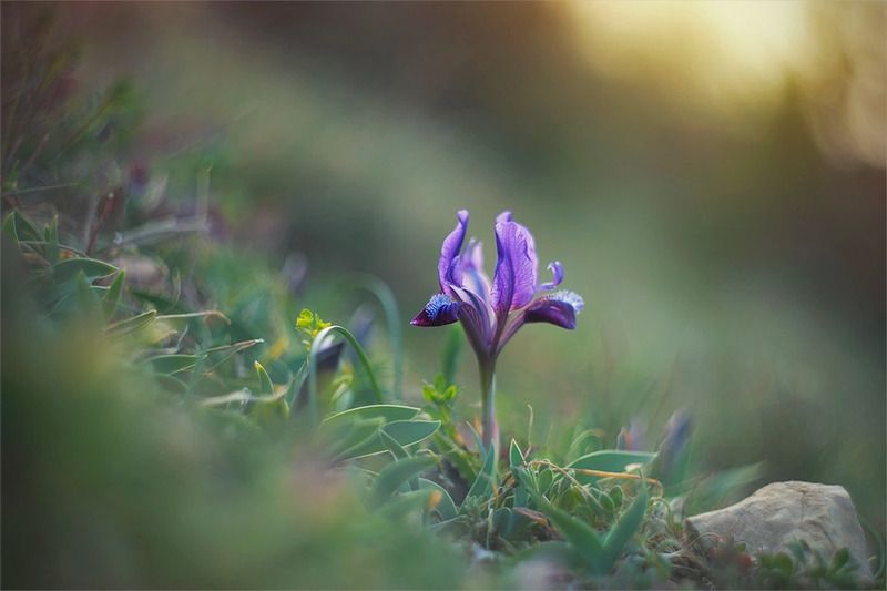 *** фото превью