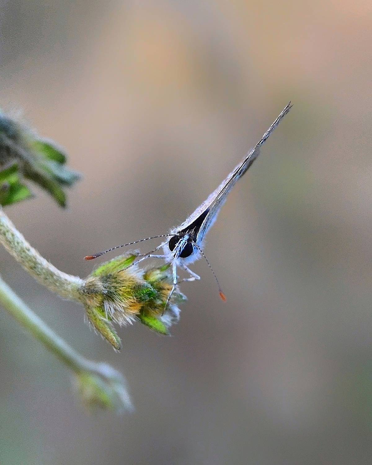 , Юлияна Стоянова