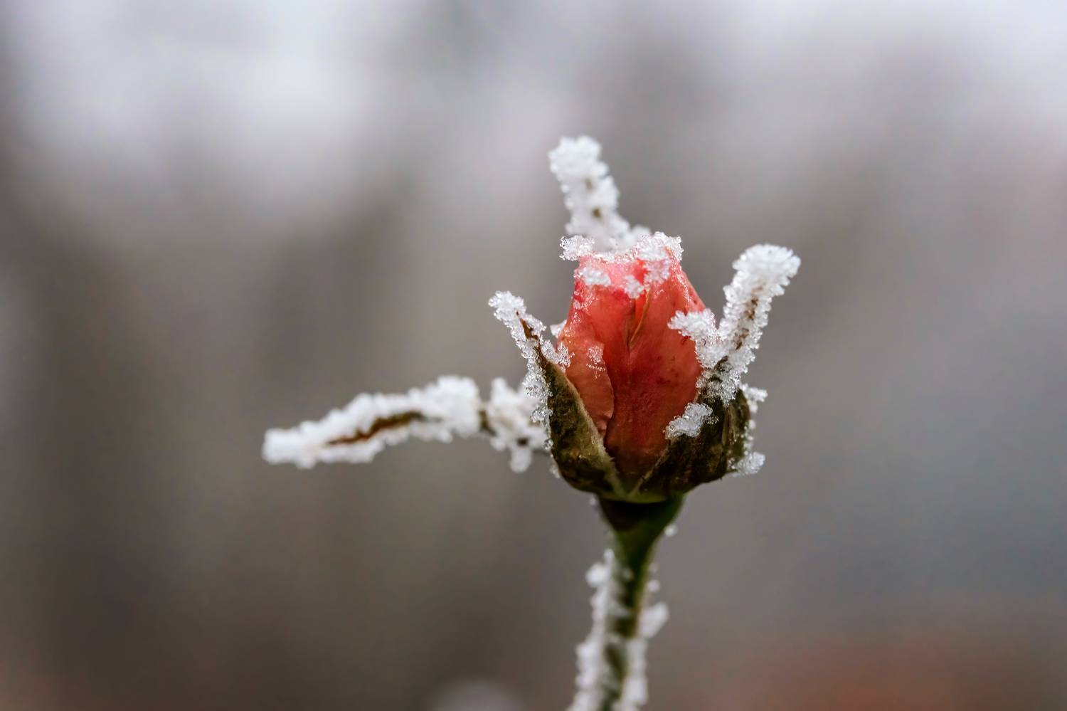 , Бистра Стоименова