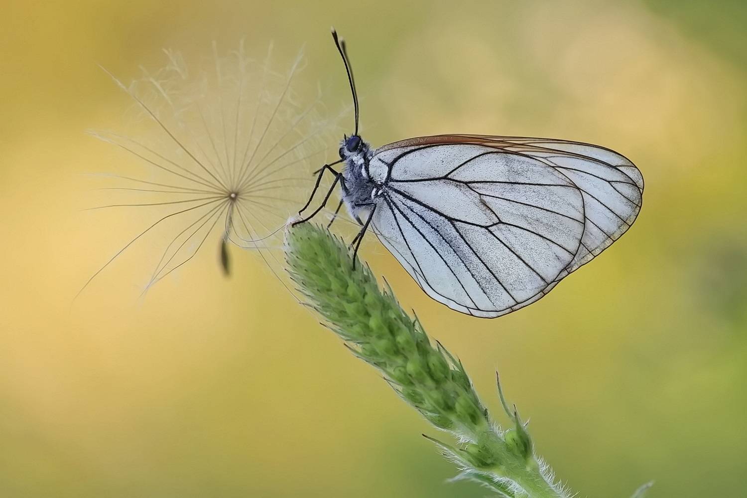 боярышница, aporia crataegi, Леонид