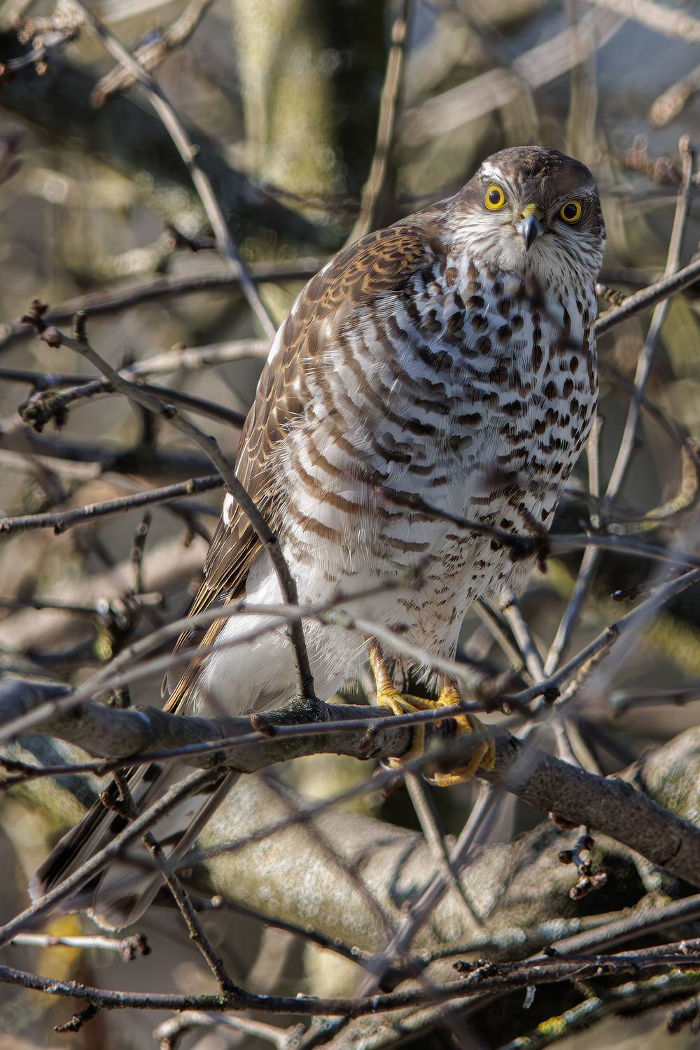 , Морозов Сергей