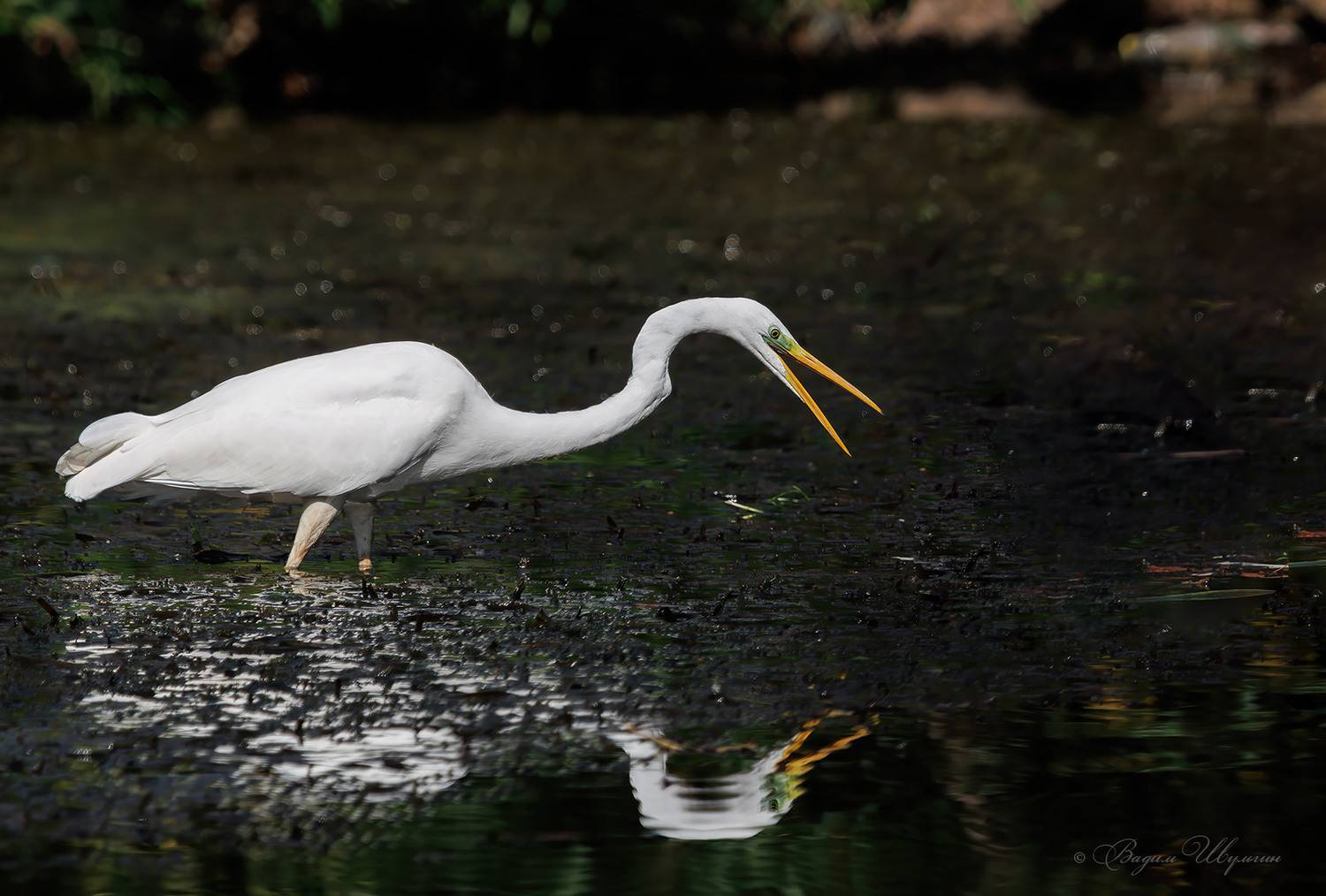 белая цапля, Шульгин Вадим