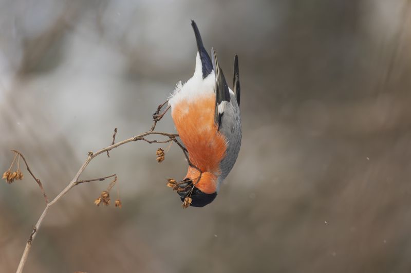 Снегирь фото превью