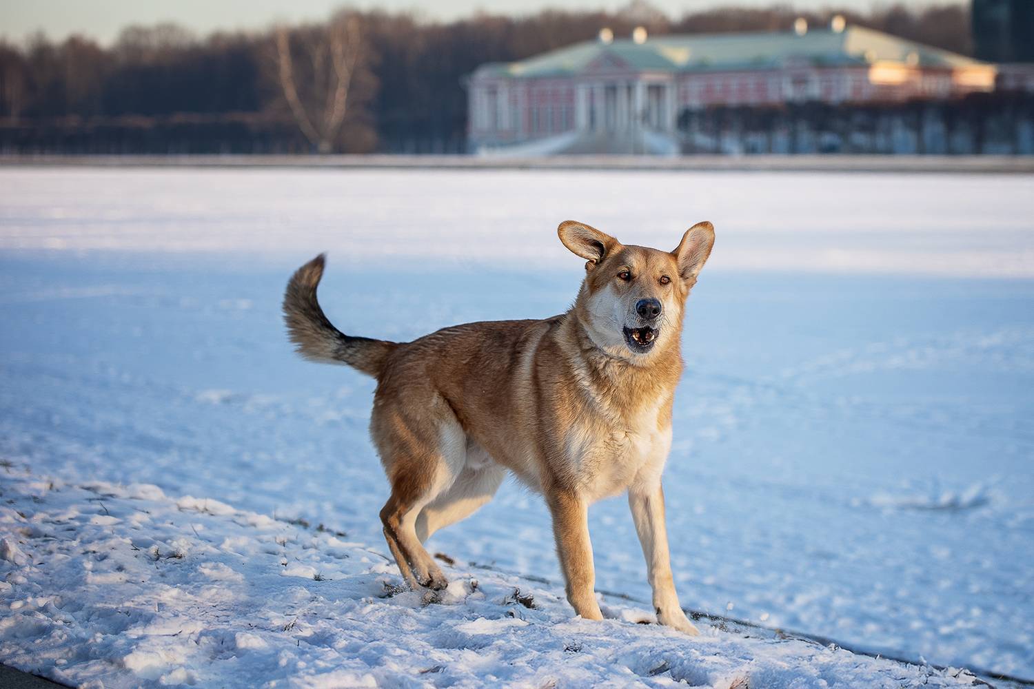, Елена Самусенкова