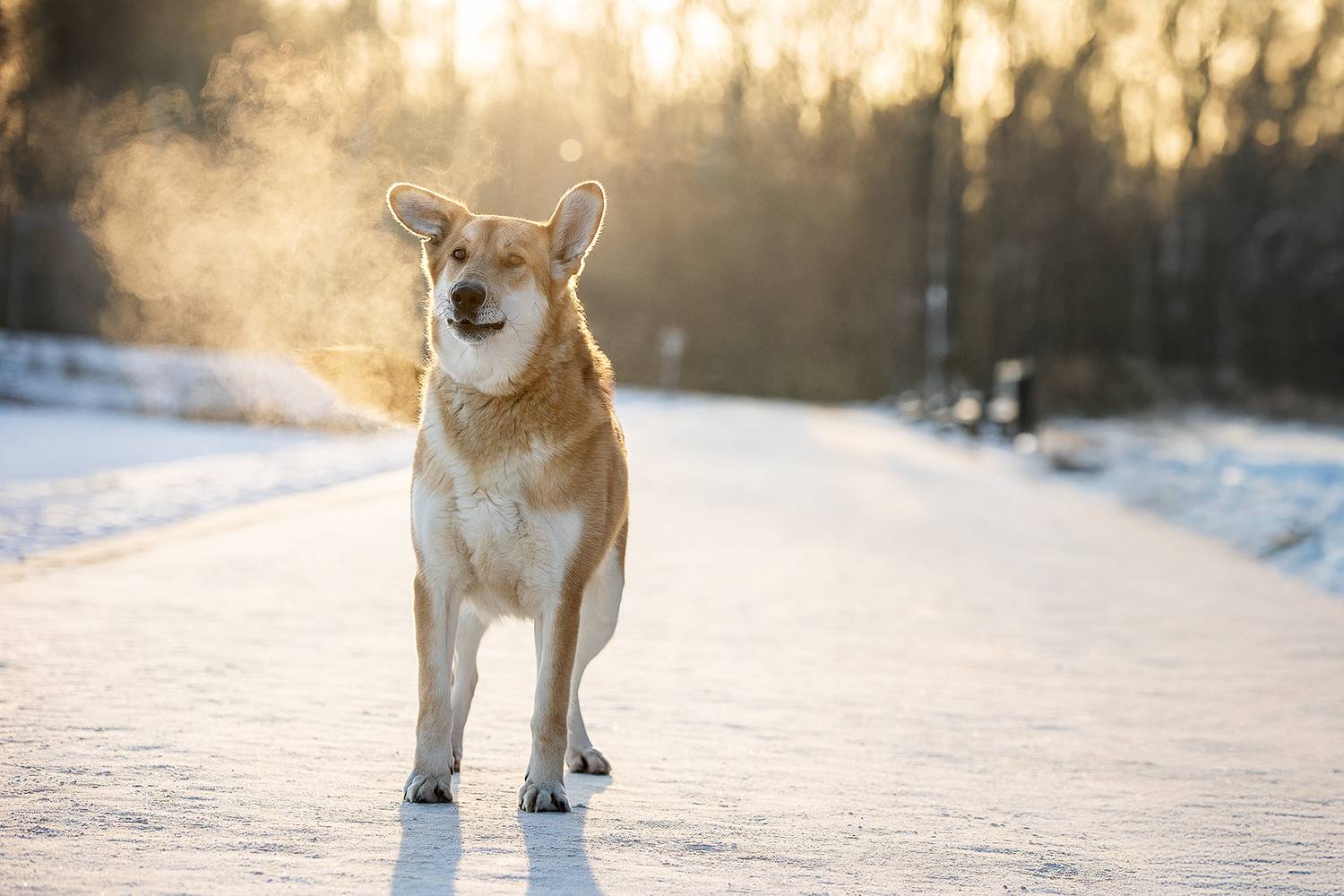 , Елена Самусенкова