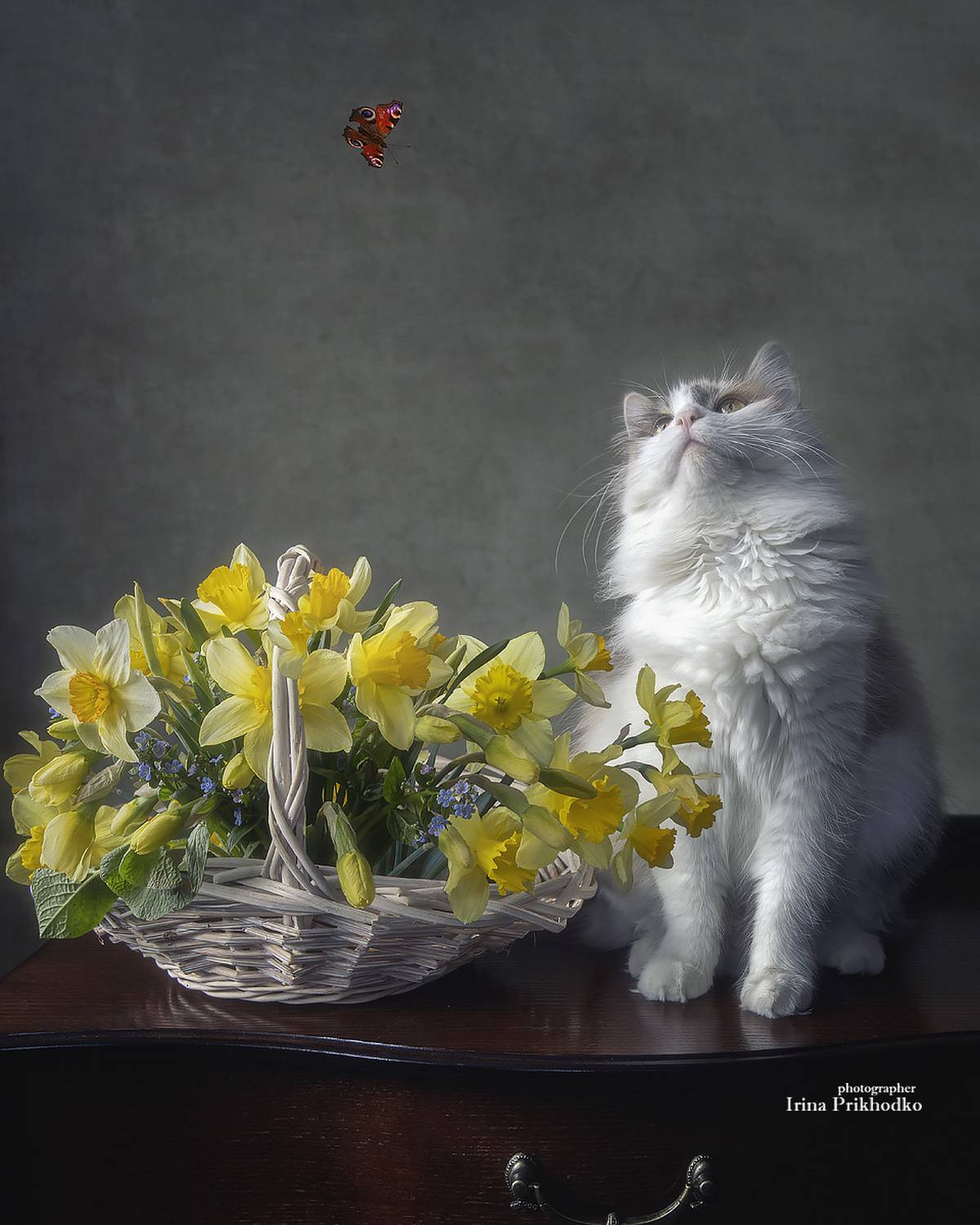 натюрморт, букеты, цветы, нарциссы, корзина, кошка, бабочка, Приходько Ирина