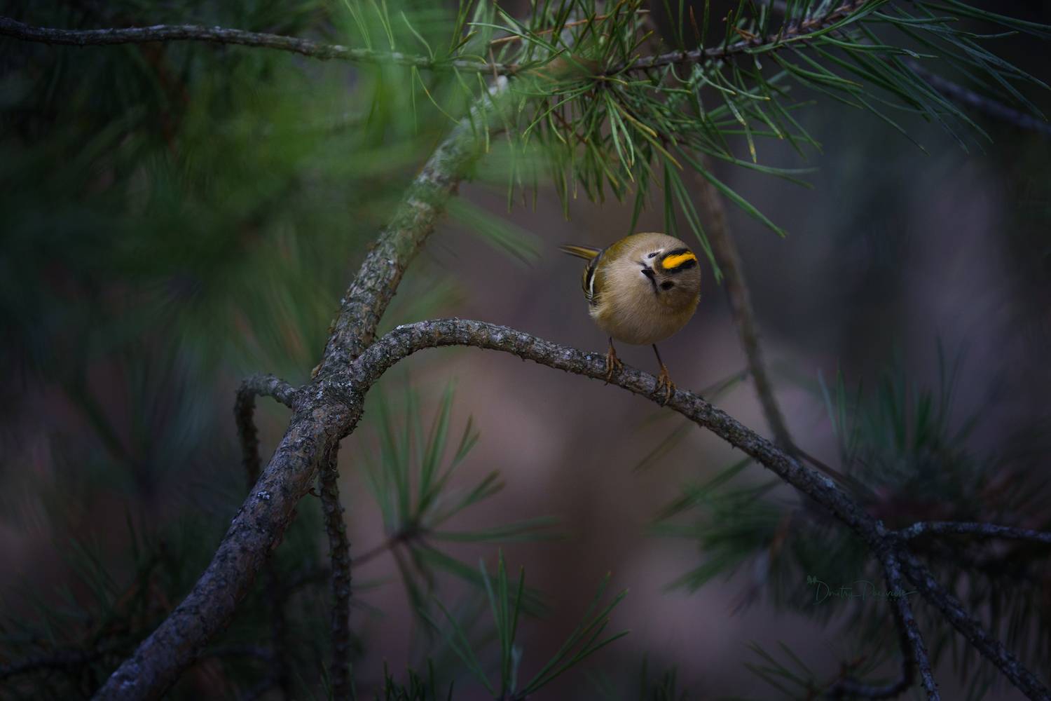природа, лес, поля, огороды, животные, птицы, макро, Посевич Дмитрий