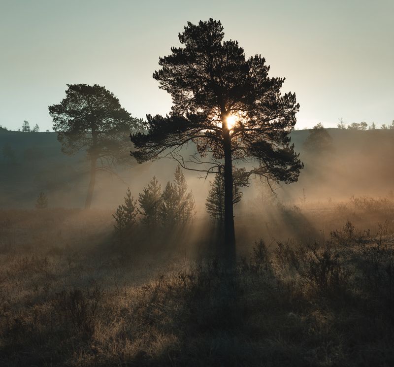 First rays фото превью