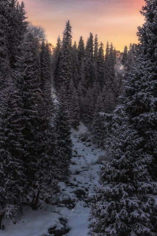 горы пейзаж ели природа зима вечер Ельник... фото превью