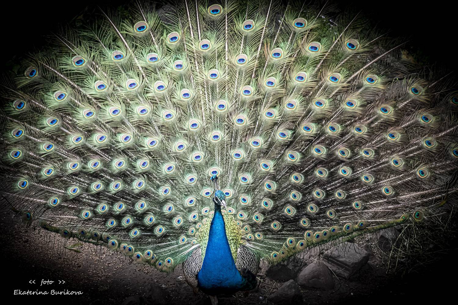 , Бурикова Екатерина