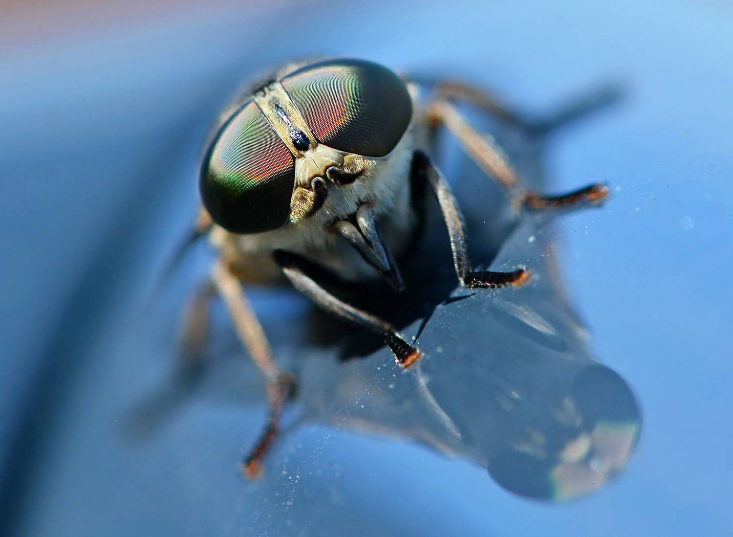daas,insect,runderdaas,dier,dieren,natuur,macro,close up, nederland,friesland,vlieg,insecten,, Marjo Steffen