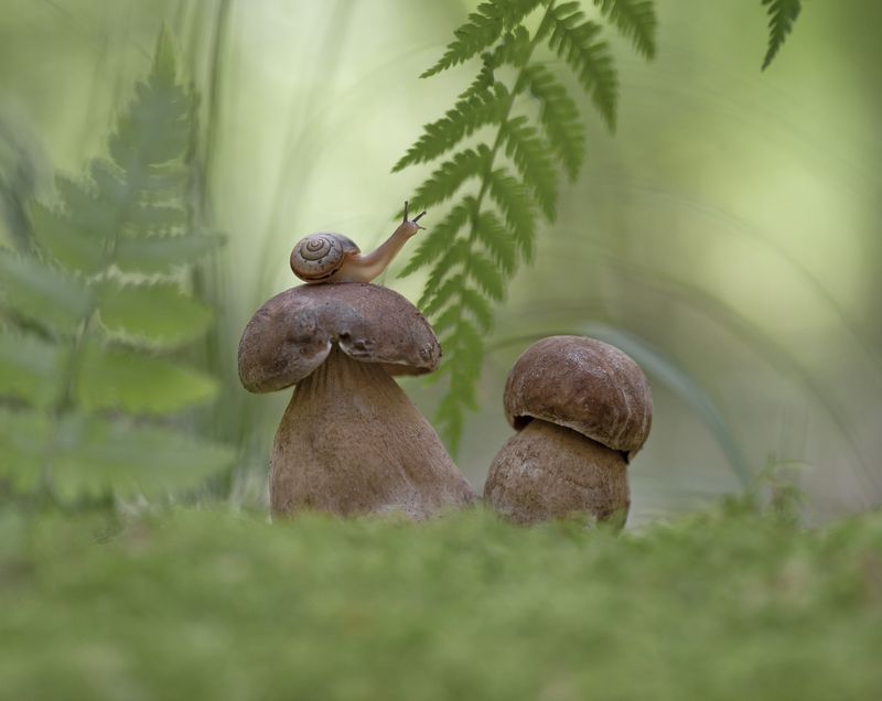 боровик, улитка, макроистория, беларусь Сезон тихой охоты фото превью