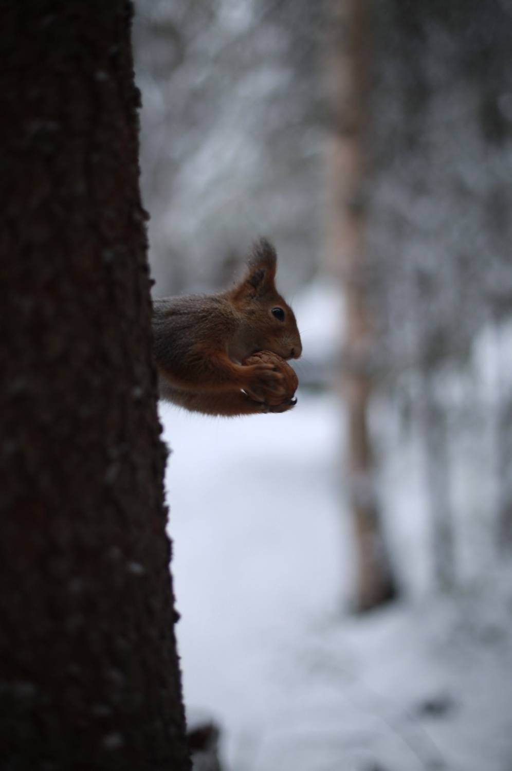 белка, орехи, природа, сосны, дерево, Алёна Салтыкова