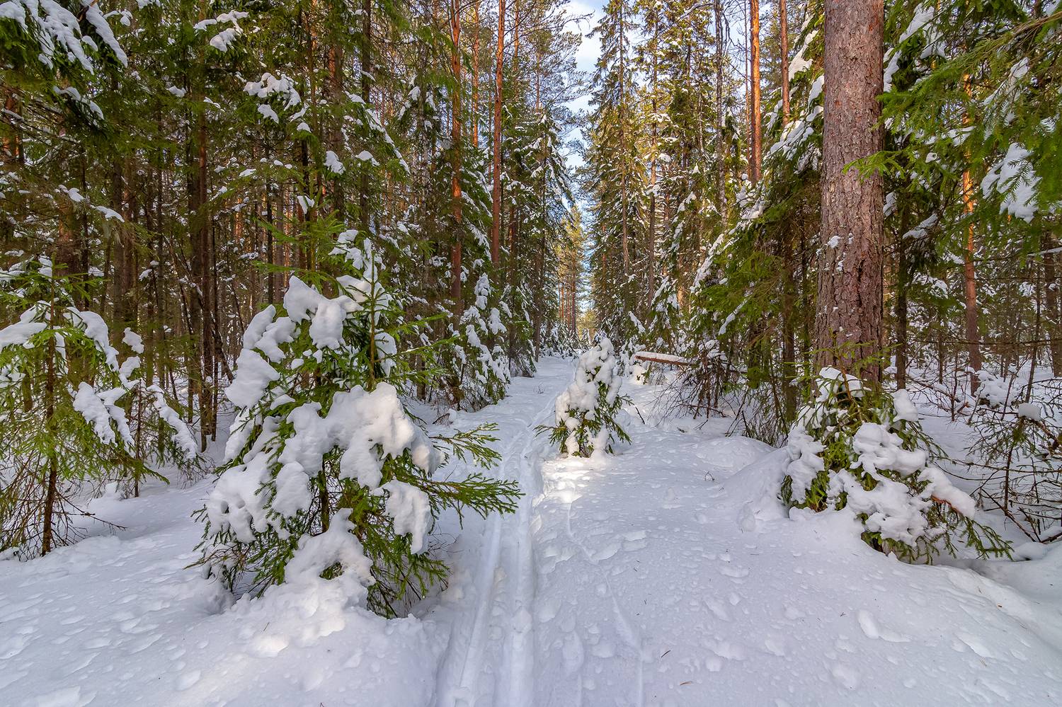 просека, зима, снег, лес, лыжня, елка., Анкудинов Леонид