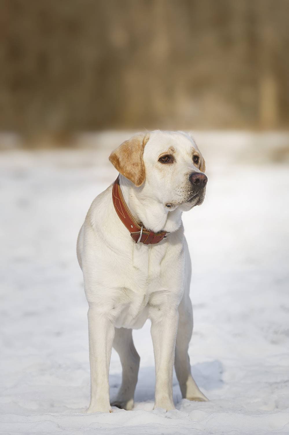 , Корнеев Алексей