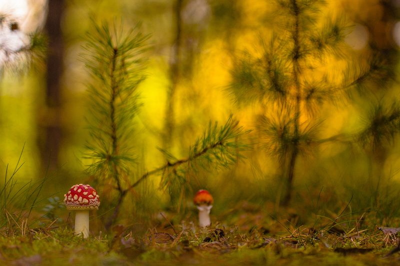 .... фото превью