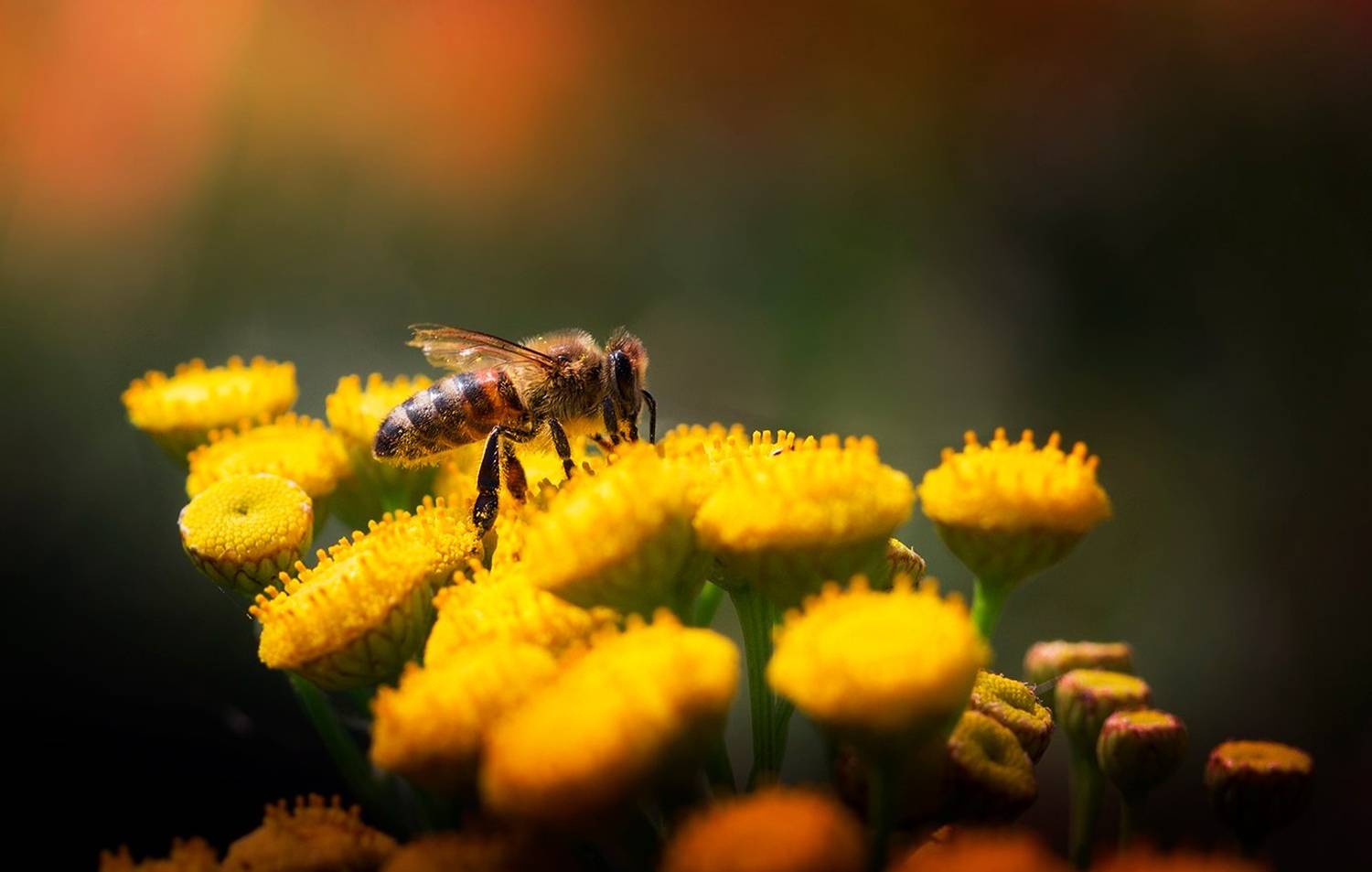 , Елена Рубинская