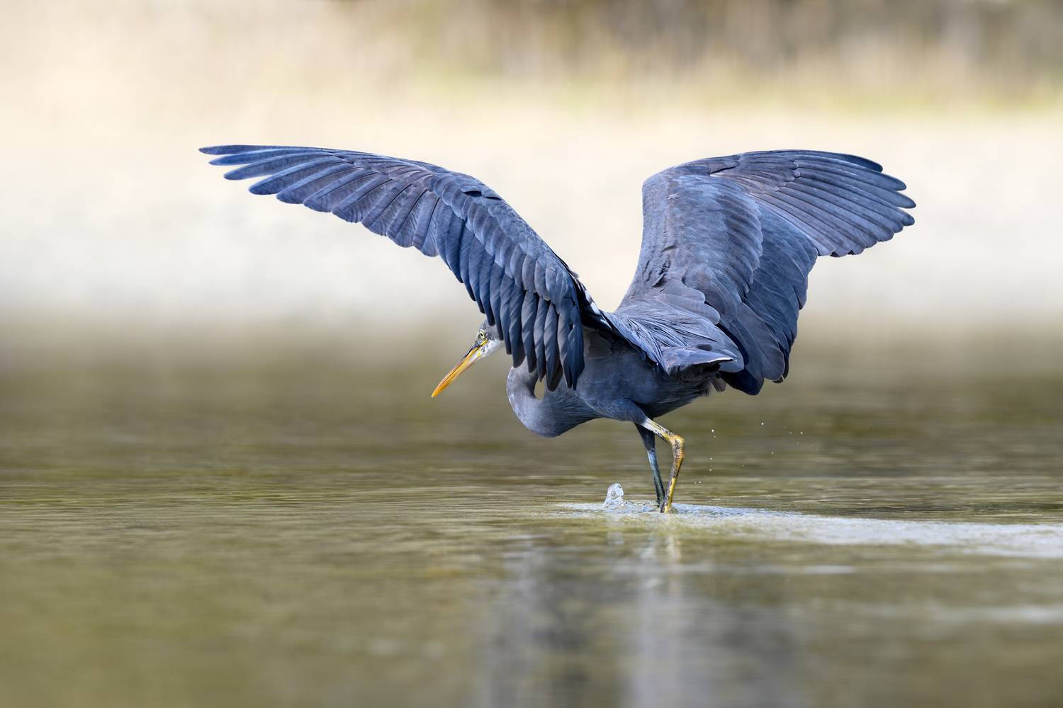 птица, фотоохота, цапля, природа, фауна, Vladimir Kulikov