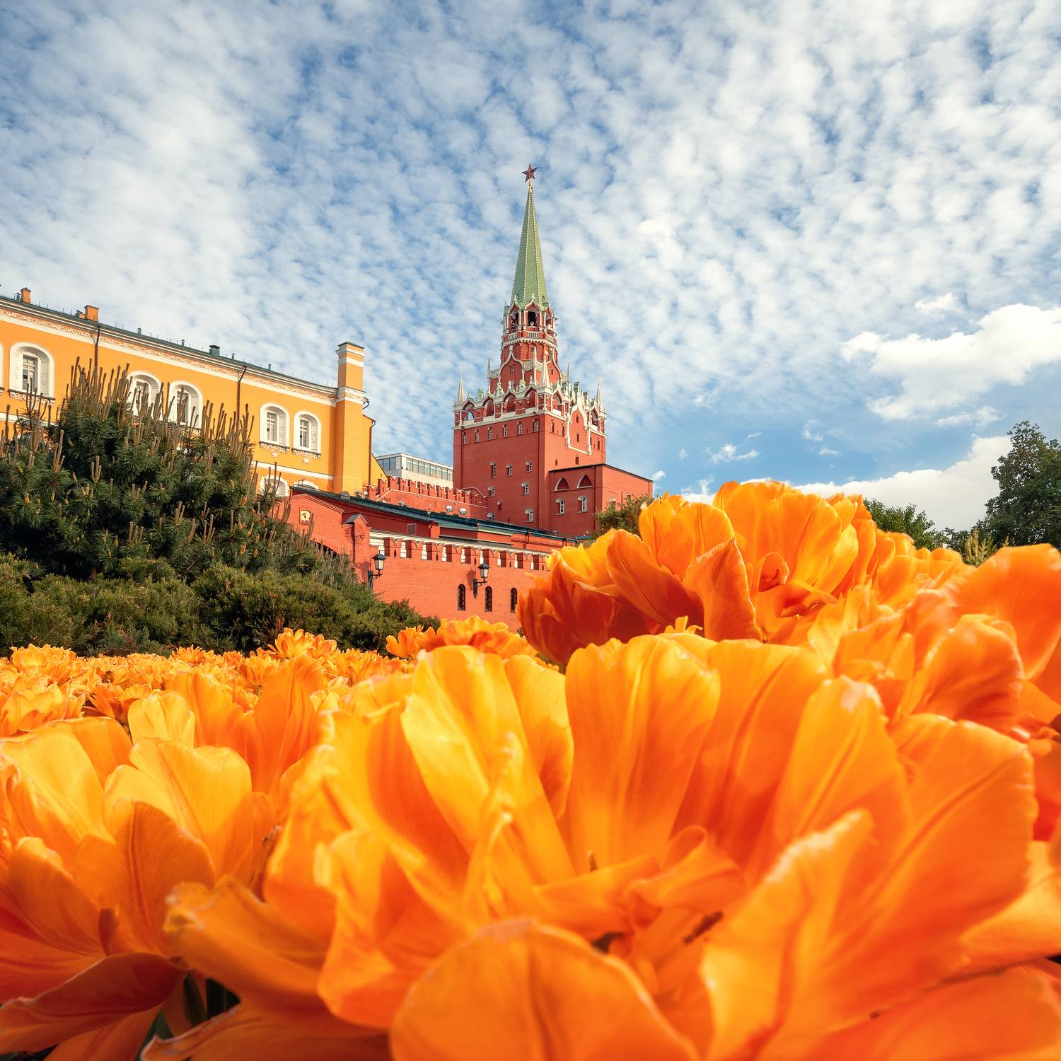 весна, тюльпаны, кремль, москва, александровский сад, Мазурева Анастасия