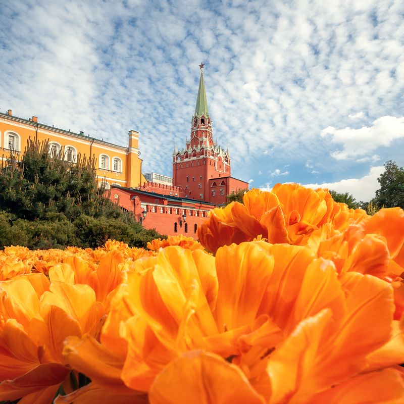 весна, тюльпаны, кремль, москва, александровский сад Александровский сад фото превью