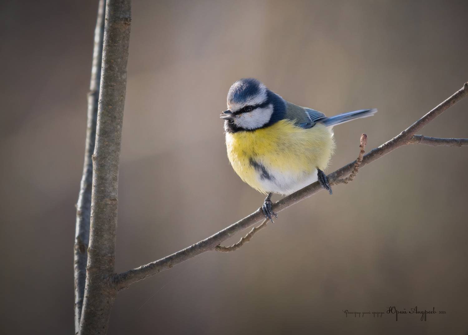 лазоревка, Юрий Андреев