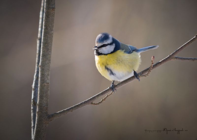 лазоревка Синий берет фото превью