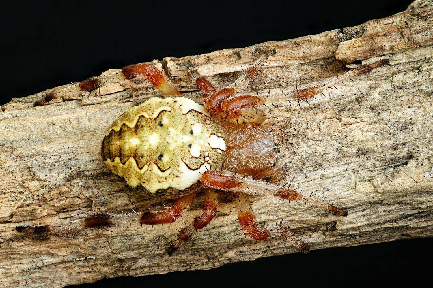 , Антон Финевич