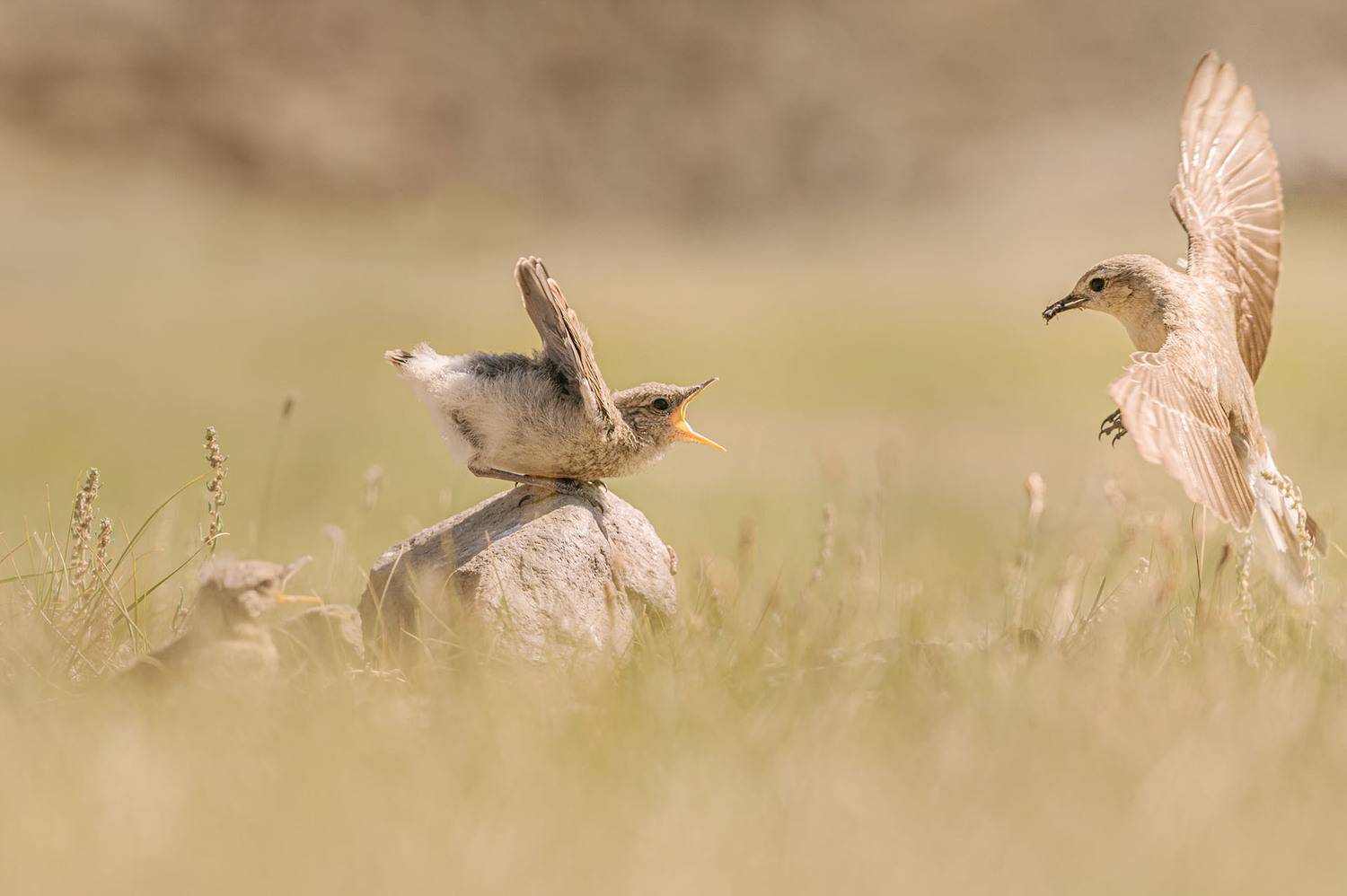 каменка, птенец каменки, горный алтай, сайлюгемский национальный парк, Андреева Светлана