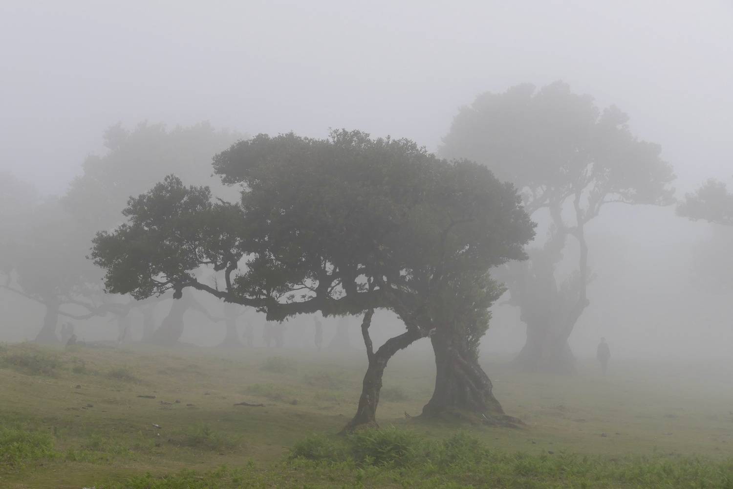 Landscapes, Madeira, Fanal Forest, Trees, Fog, Mood, , Svetlana Povarova Ree