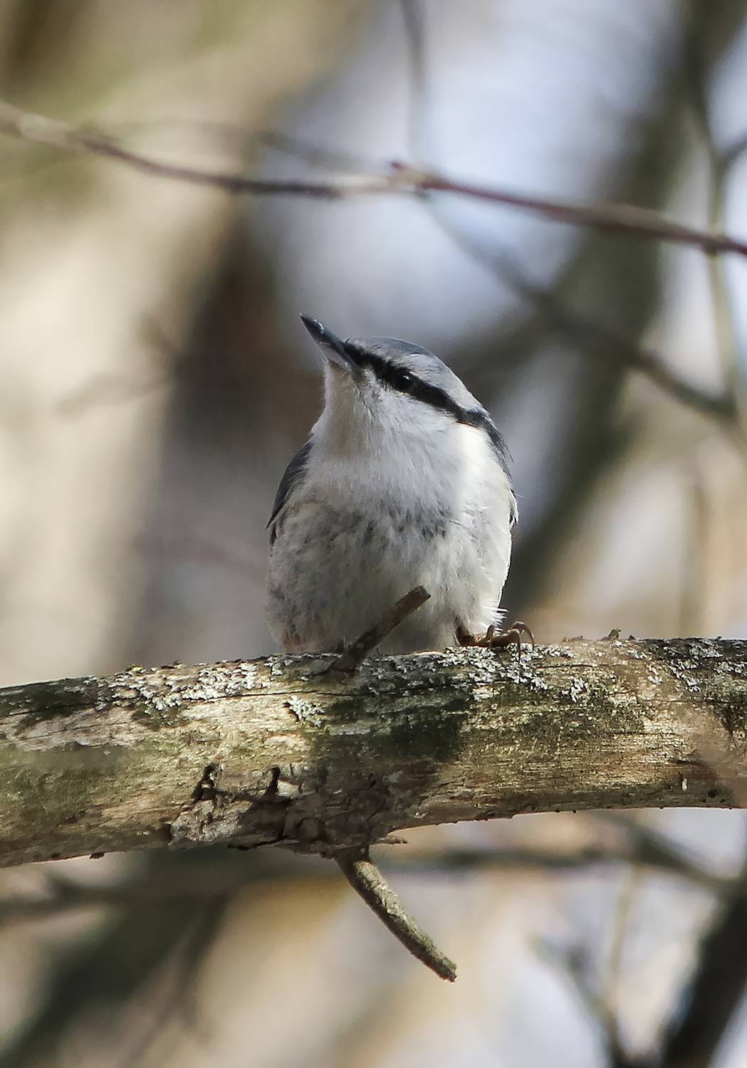 поползень, обыкновенный поползень, ямщик, sitta europaea, КарОл