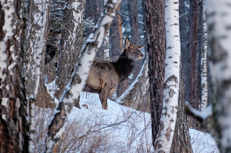 маралы, красноярские столбы, красноярск Маралы фото превью