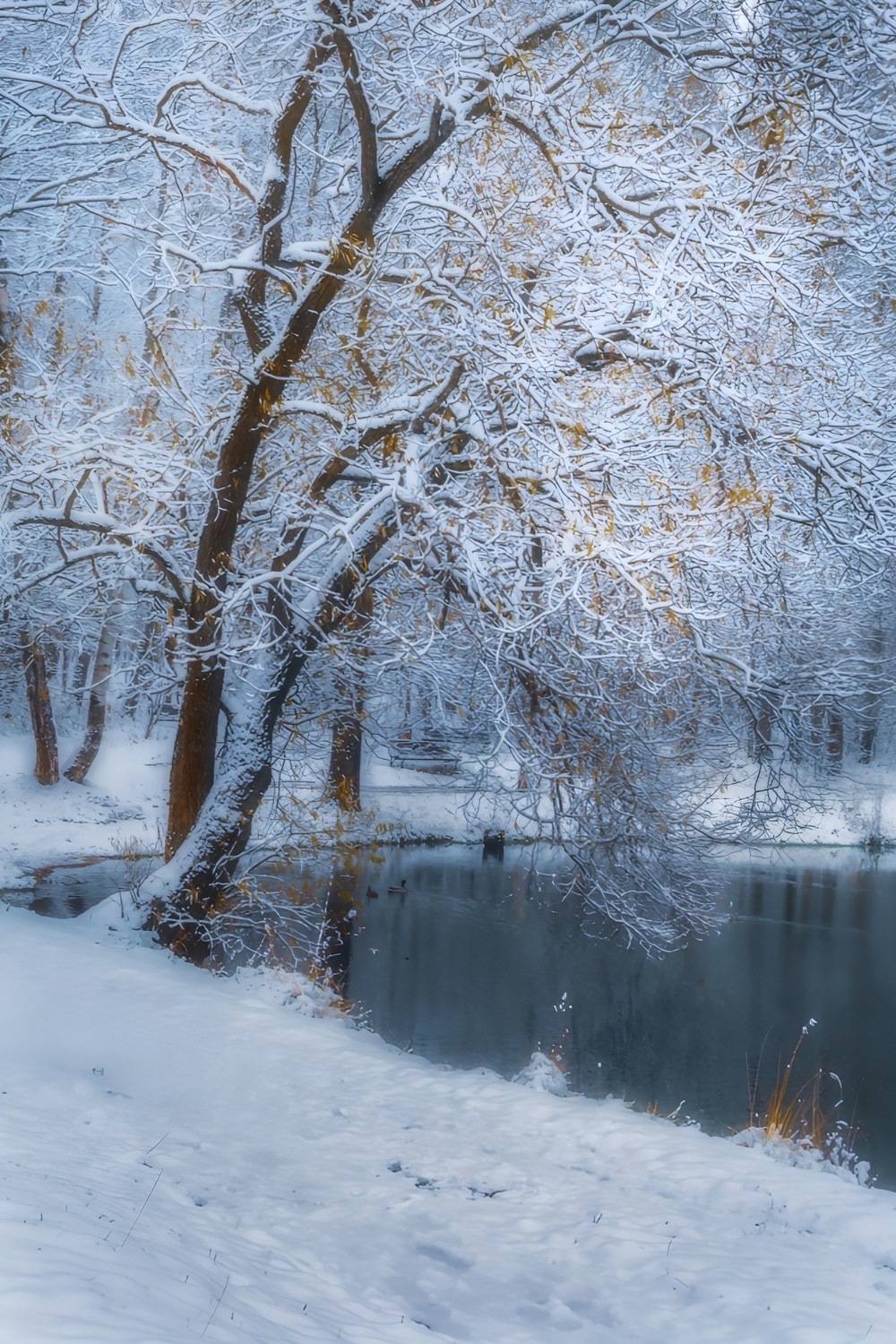 пейзаж, landscape, nature, природа, зима, winter, снег, snow, лес, forest, Julia Kaissa