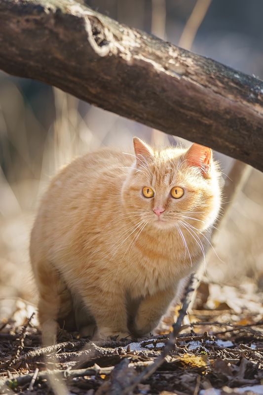 Кошка фото превью
