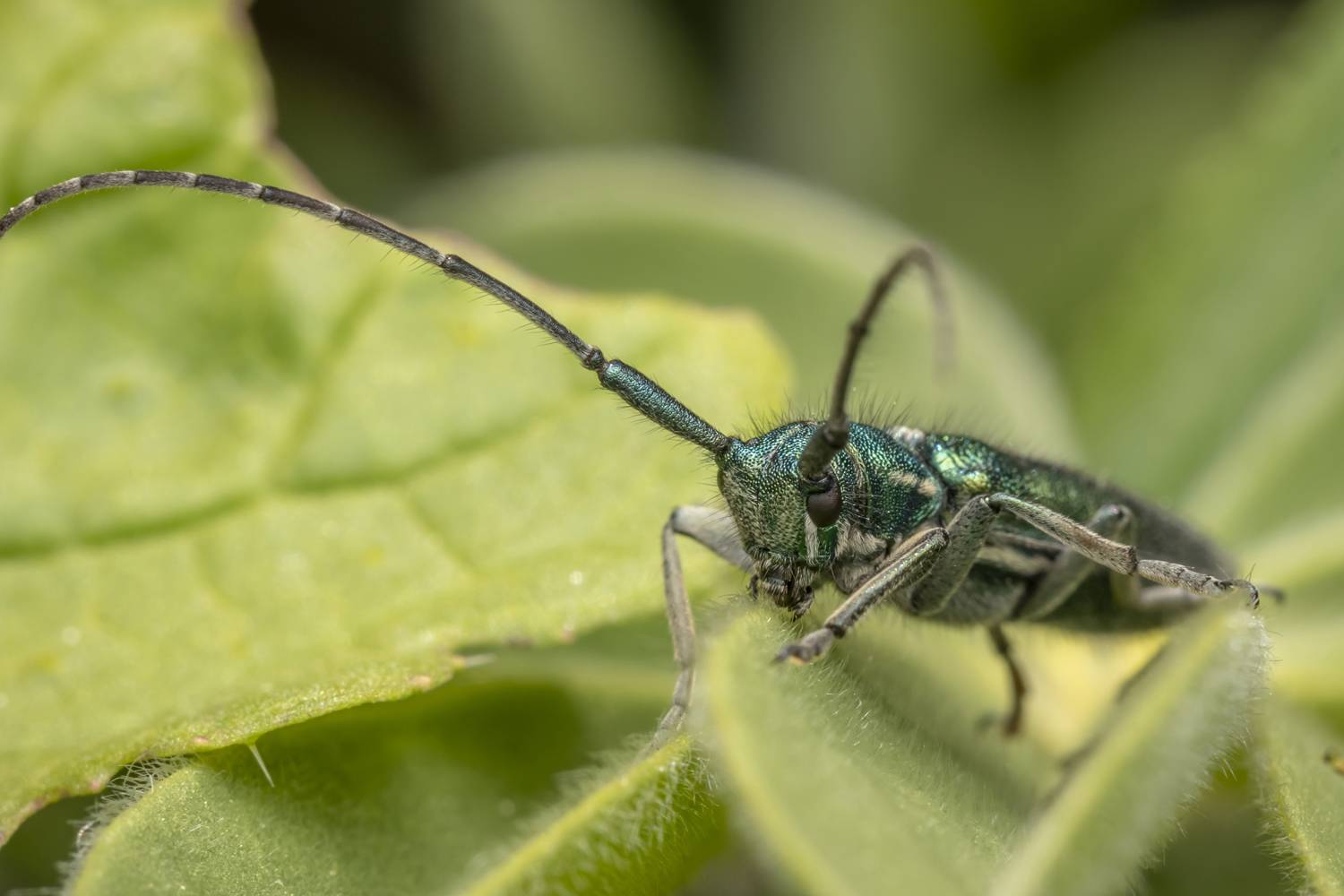 #macro #insects #nature #closeup, Nikolay Tatarchuk