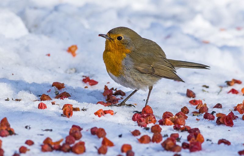 зарянка,малиновка,28 февраля,зима Последний день зимы фото превью