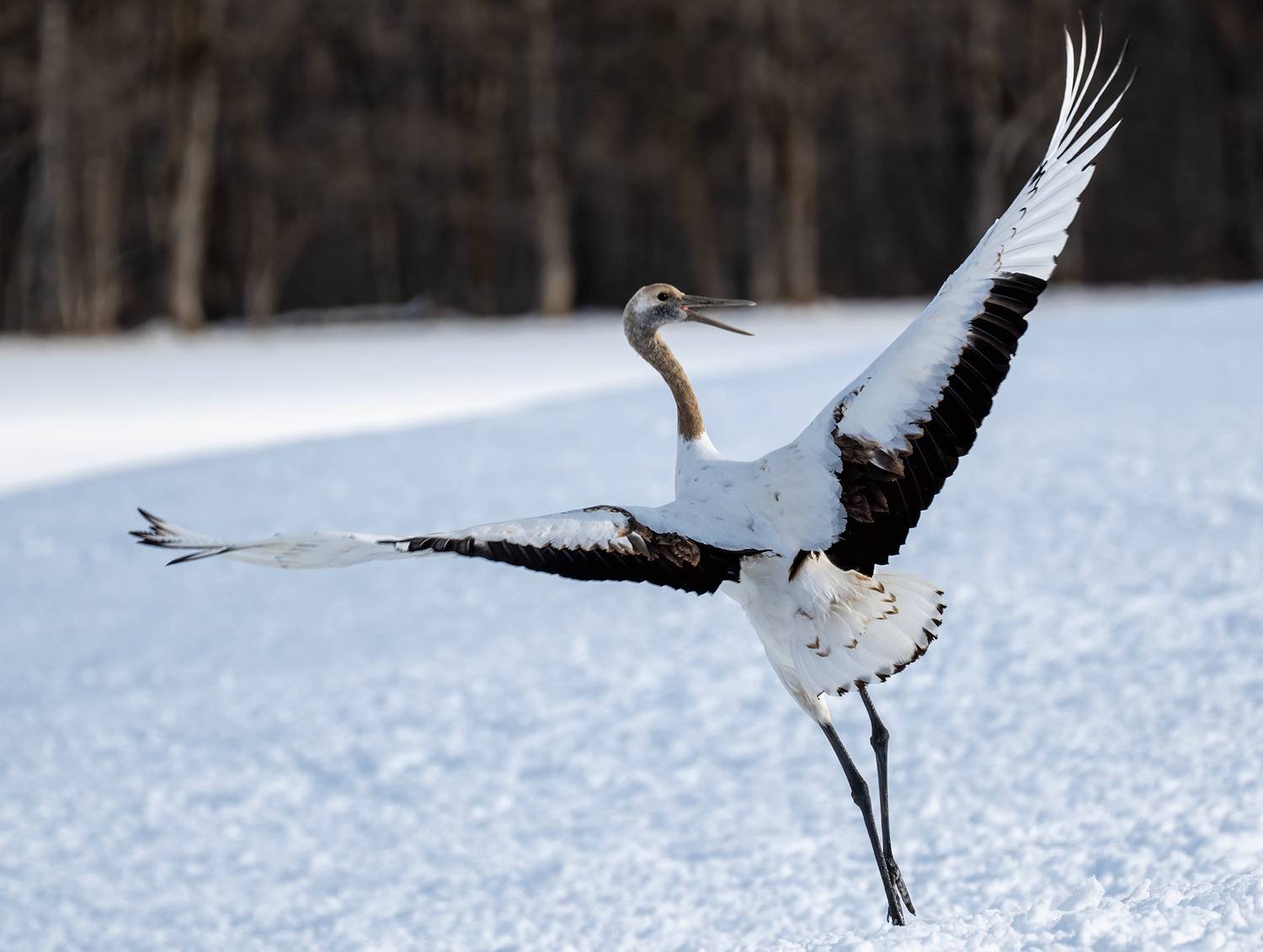 , Vladimir Vorobeychik