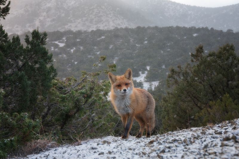 Лиса Лисенок Нового Света фото превью