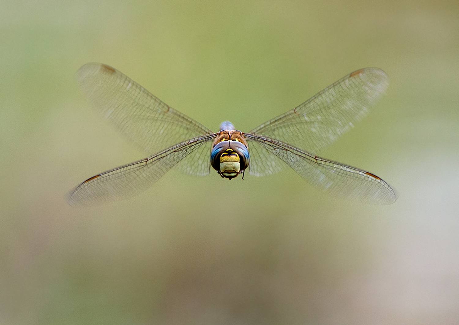 , Евгени Стефанов