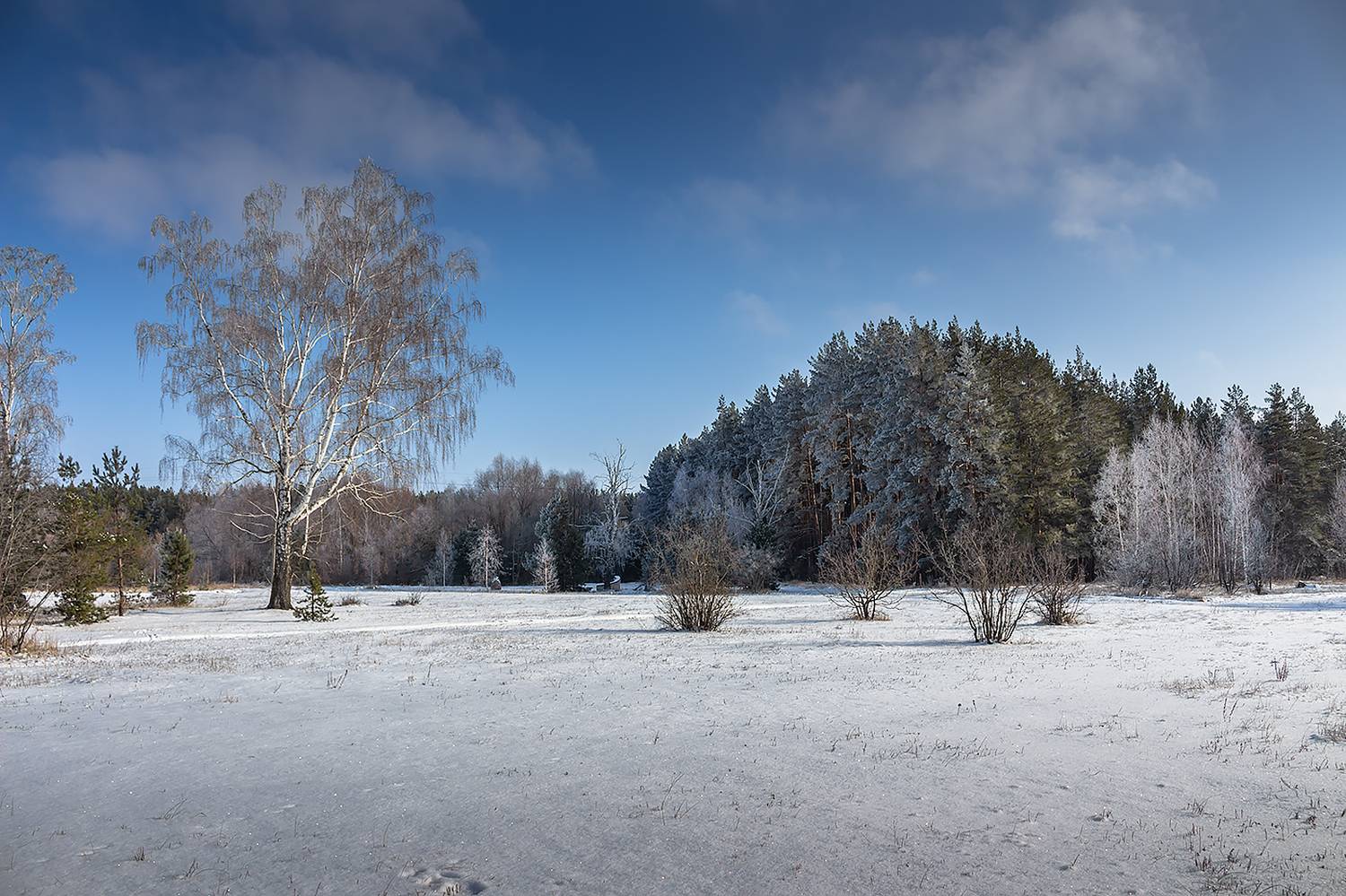 лес, деревья, зима, иней, природа, Востриков Руслан