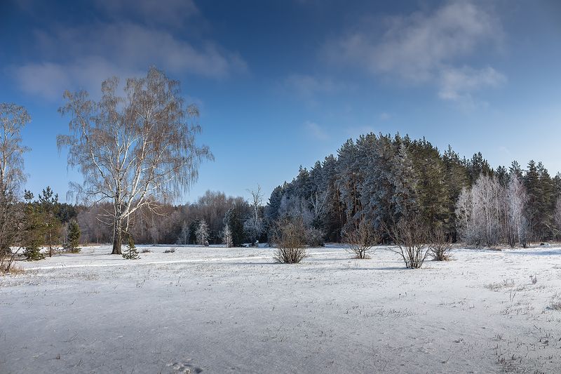 лес, деревья, зима, иней, природа  фото превью
