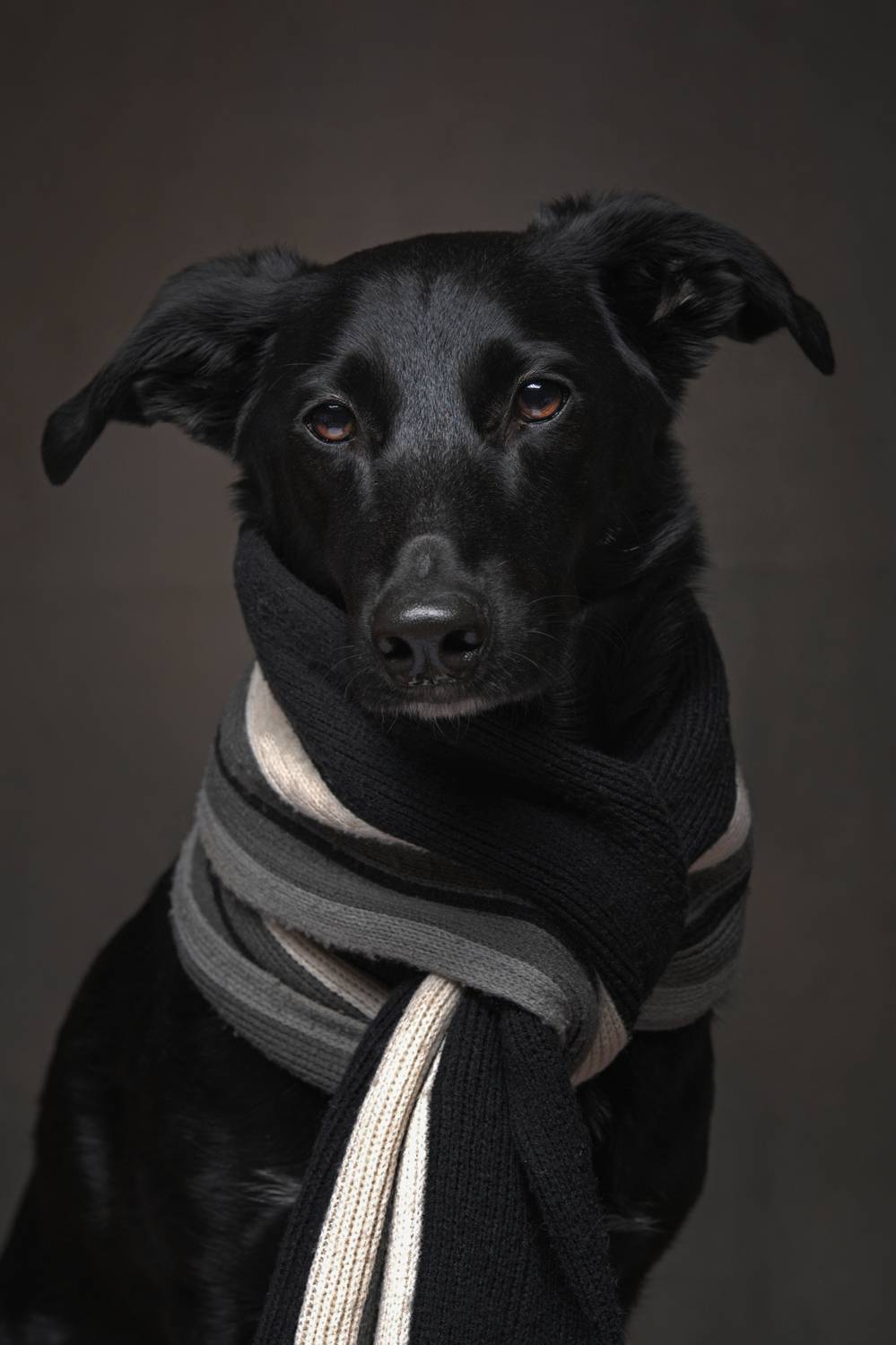 , Максим Вышарь