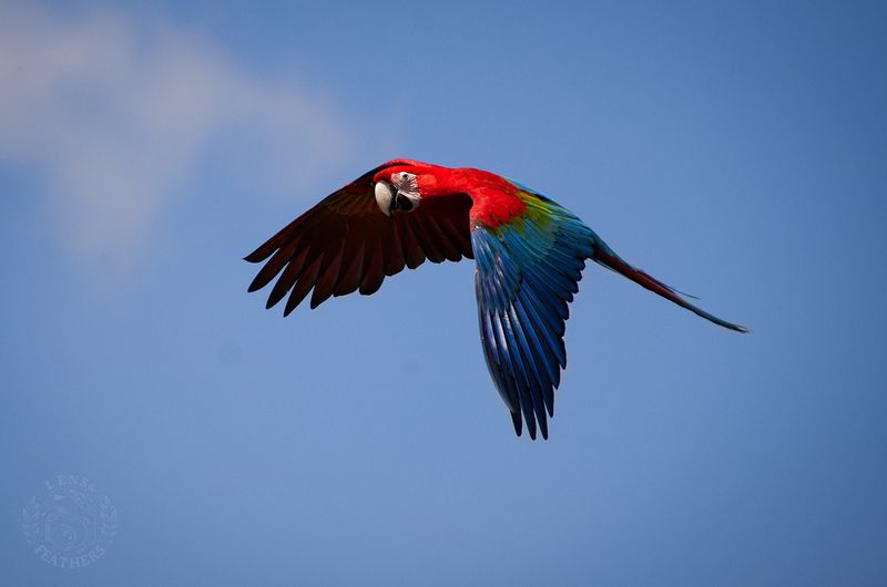 Lens and Feathers фото превью