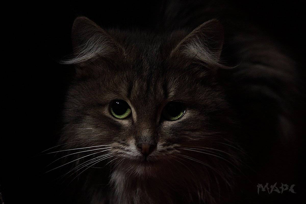 , Шангареев Марс