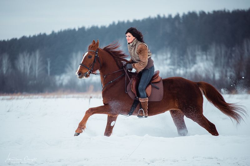 галоп, лошадь, в движении По полю.. фото превью