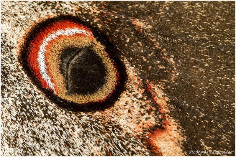 фактуры Природные фактуры фото превью