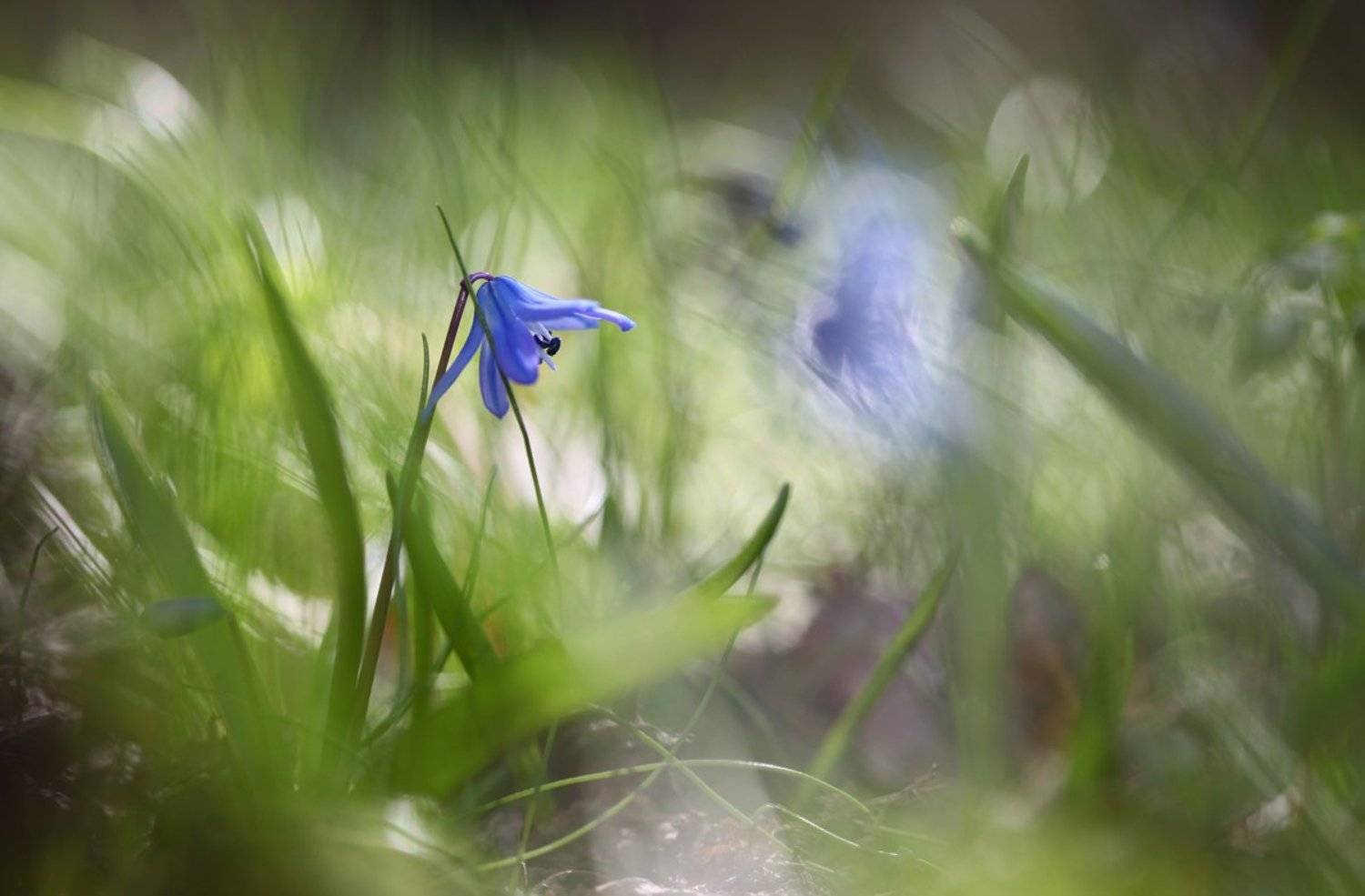 пролеска, Леонид