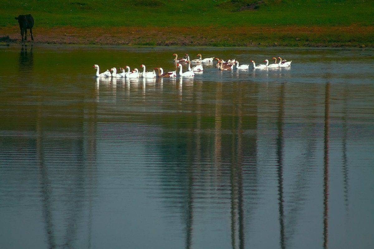 , Николай Морский